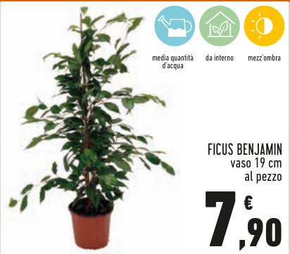 Ficus benjamin vaso 19 cm