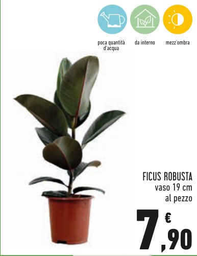 Ficus Robusta, vaso 19 cm