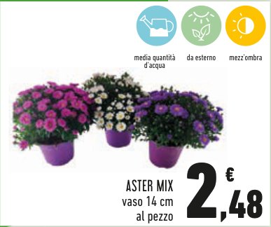 Aster Mix, vaso 14 cm