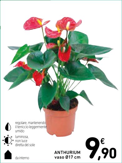 Anthurium vaso Ø17 cm