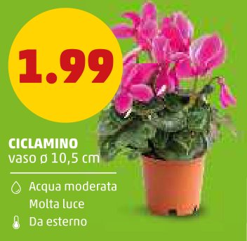Ciclamino