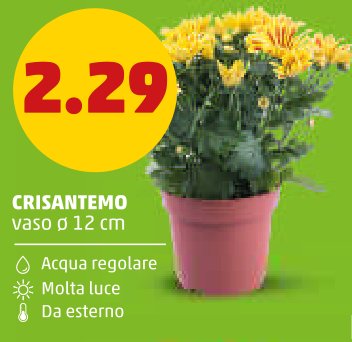 Crisantemo